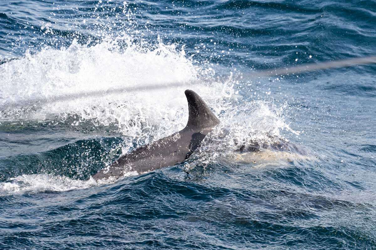 Fin of dolphin cutting through the waves